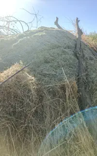 یونجه