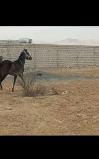 کره مادیان اصیل آینده دار