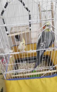 یک جفت عروس هلندی