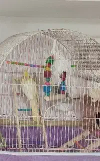 فروش قفس هلندی با لونه