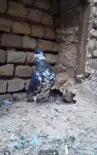 عروسک کاکل