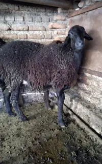 بره افشاری درشت