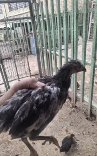 جوجه 1 ماهه