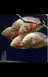 فروشگاه آکواریوم و ماهیان زینتی