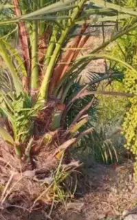 خرما پاجوش نخل
