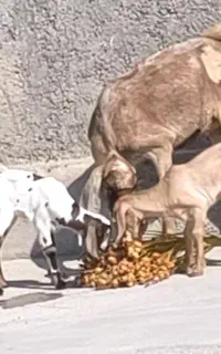 بز دقولو