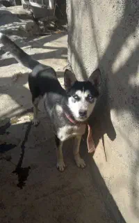 واگذاری سگ هاسکی