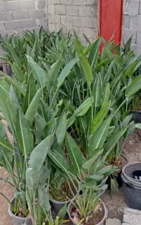 پرنده بهشتی