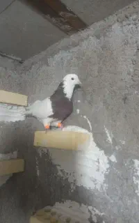 کبوتر