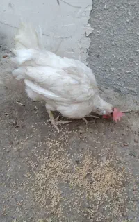مرغ