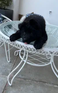 ژرمن بلک کینگ سایز