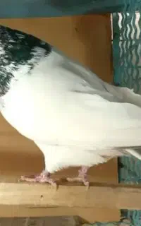 کبوتر