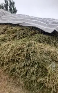 یونجه