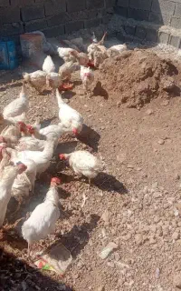 مرغ سفید تخم گذار صحیح وسالم