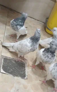 کله الماسی