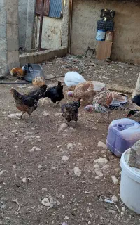 تعدادی بوقلمون ماده