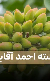 نهال پسته احمد آقایی دیر گل