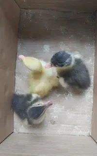 بچه اردک