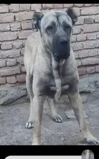 سگ سرابی