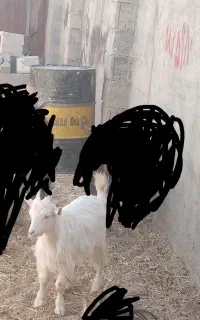 بزغاله