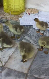 جوجه قوغاز
