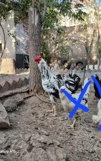 مرغ و خروس گلین