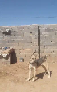 سگ‌گلهایی‌برایی‌توضیحات زنگ