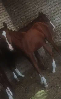 کره اسب