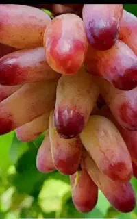 نهال انگور پیوندی موندراپ و مانیکور