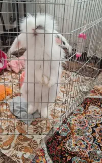 خرگوش خانگی نژاد لپی