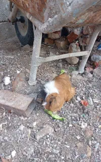 خوکچه هندی ماده