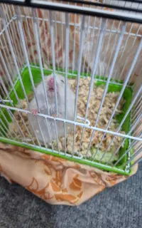 همستر باهوش باقفس همچی