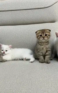 گربه های اسکاتیش و بریتیش