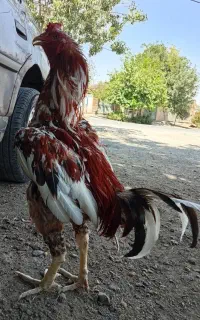 قره ضیاالدین