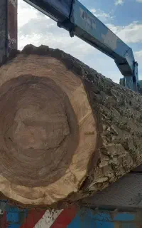 خرید انواع چوب پیوند گردو در آوردن ریشه گردو