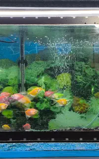فروش انواع ماهی های زینتی ریز و درشت
