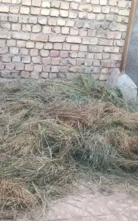 کارگر زرین شهر