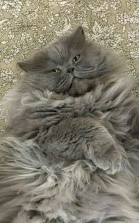 واگذاری گربه پرشین