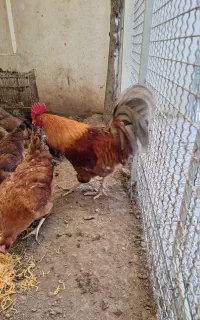 9 مرغ و یک خروس و یک خروس لاری