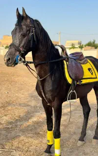 اسب عرب مشکی دوسر وارداتی