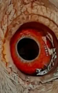 ماکت دام طور و کبوتر معاوضه با متور مزایده