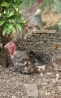 بوقلمون ۶ ماهه