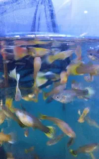 ماهی گپی گوپی گلدن