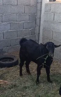 چپشت