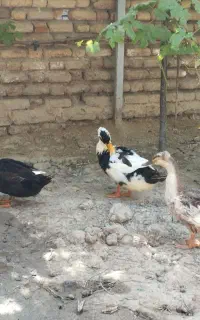 اردک محلی