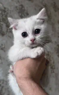 گربه پرشین کلاسیک