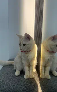 گربه ملوس و آروم