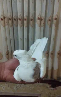 دوعدد کبوتر