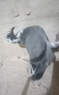 کبوتر