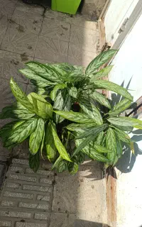 گل آگلونما بزرگ